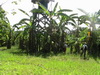 Bananen
