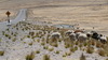 Lamas